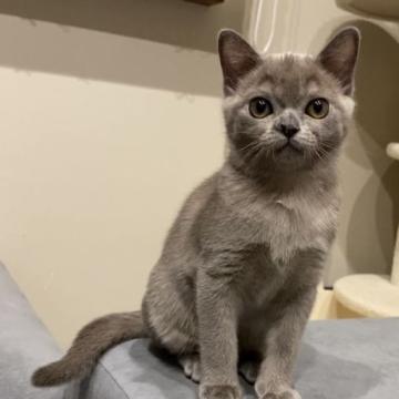 アメリカンバーミーズ【兵庫県・女の子・2022年10月2日・ブルー】の写真「お鼻が個性的ちゃん」