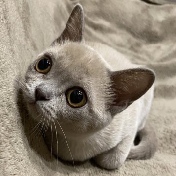 アメリカンバーミーズ【兵庫県・女の子・2024年1月28日・プラチナ】の写真「遊びたーい！」