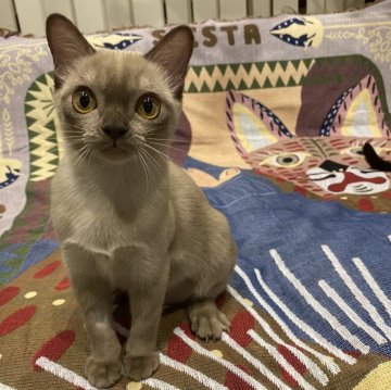 アメリカンバーミーズ【兵庫県・女の子・2024年3月27日・シャンパン】の写真「かわゆいお顔」