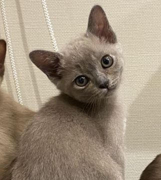 アメリカンバーミーズ【兵庫県・女の子・2020年7月27日・ブルー】の写真「日本では珍しい猫種です。」