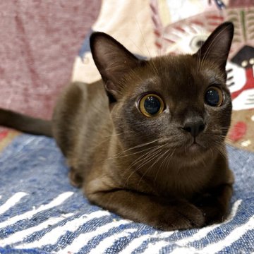 アメリカンバーミーズ【兵庫県・男の子・2024年12月11日・セーブル】の写真「甘えん坊が過ぎてます」