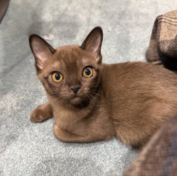 アメリカンバーミーズ【兵庫県・女の子・2024年12月28日・セーブル】の写真「可愛いセーブルちゃん」