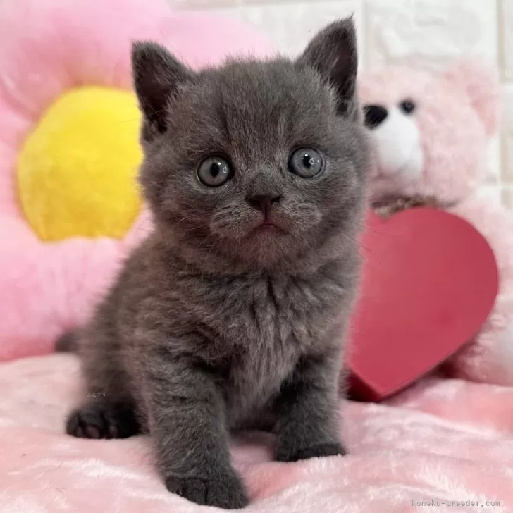 ID：2407-01039の子猫