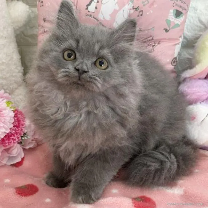 ID:2212-00445の子猫