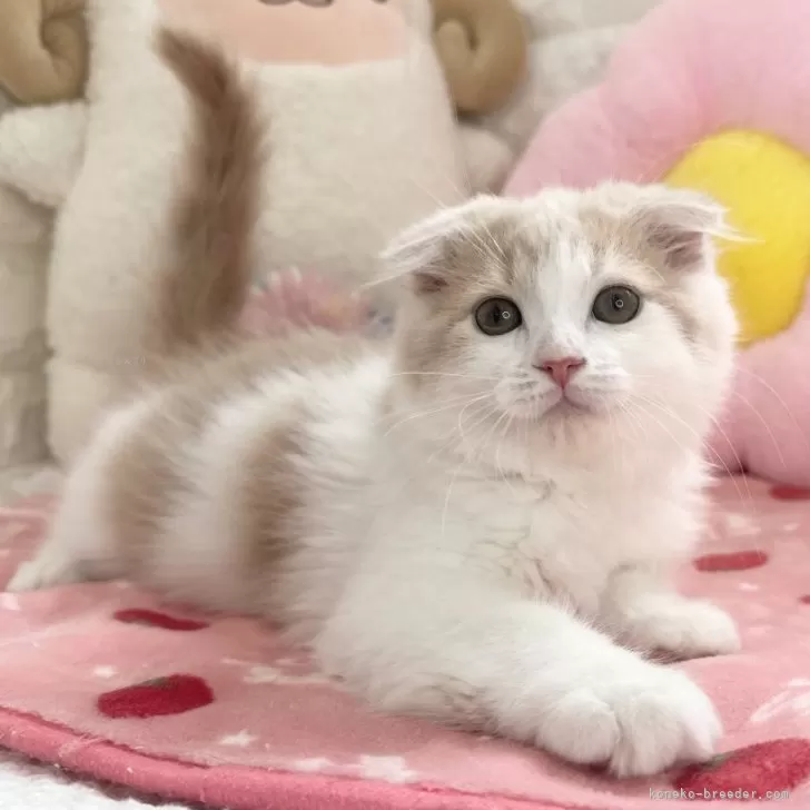 pipii 様のお迎えした子猫
