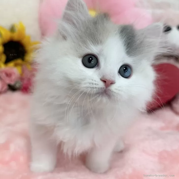 ID:2407-00560の子猫