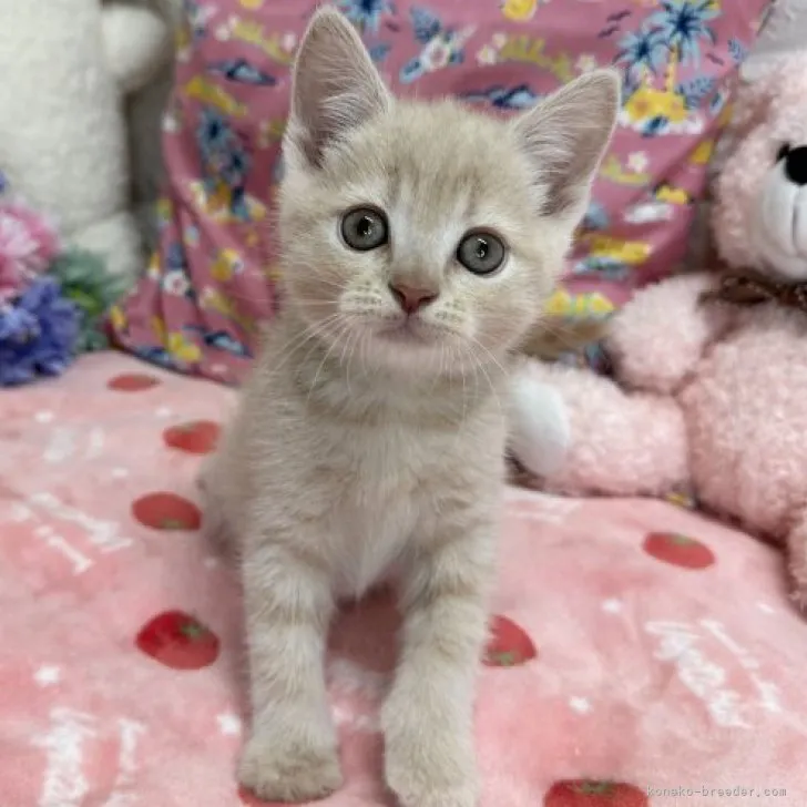 Y.T 様のお迎えした子猫