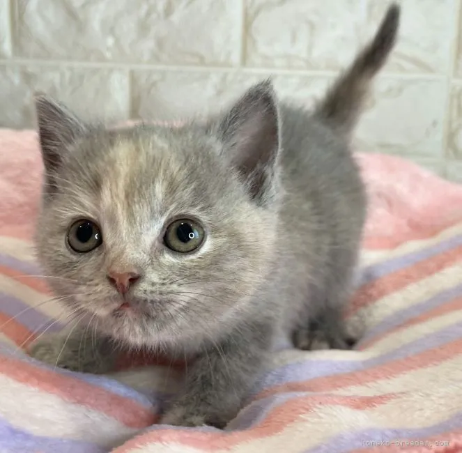 ID：2111-02401の子猫