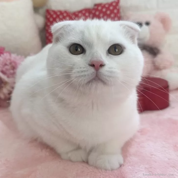 ID：2309-02194の子猫