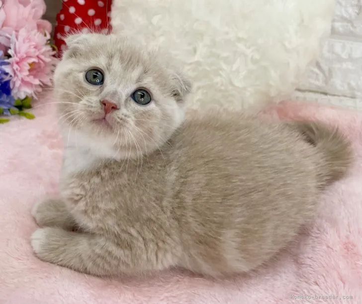 ID:2205-02618の子猫