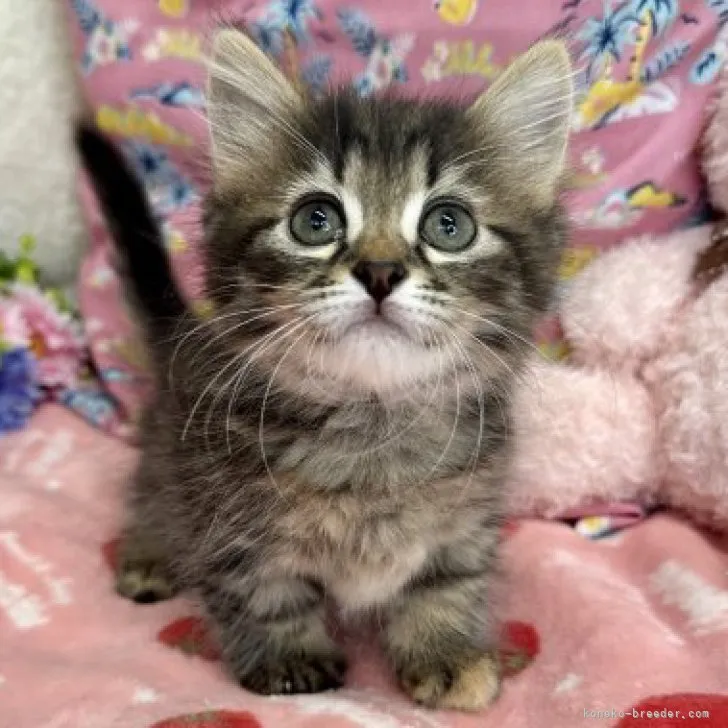 ID：2307-01282の子猫