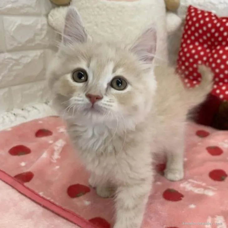 ID:2211-02696の子猫