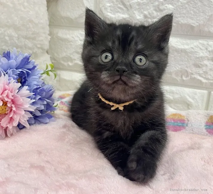 ID:2204-01764の子猫