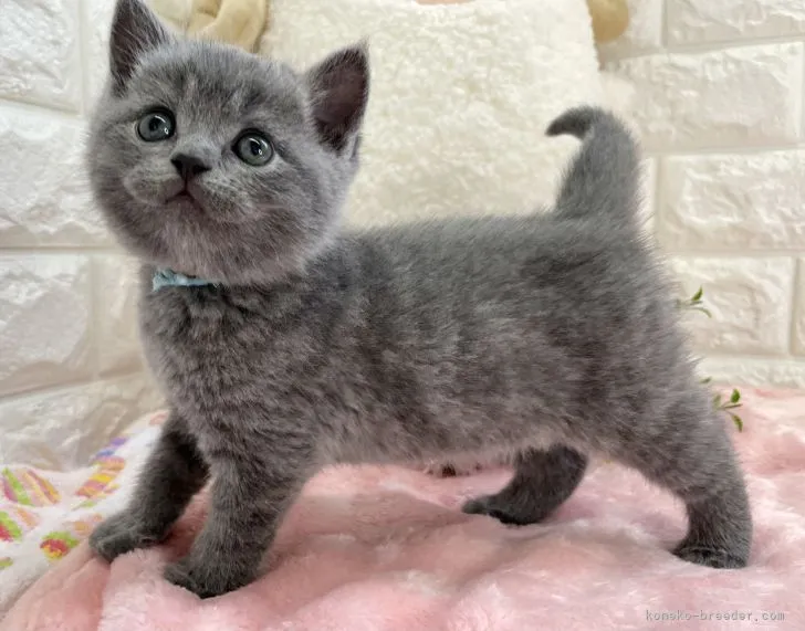 ID：2204-01617の子猫