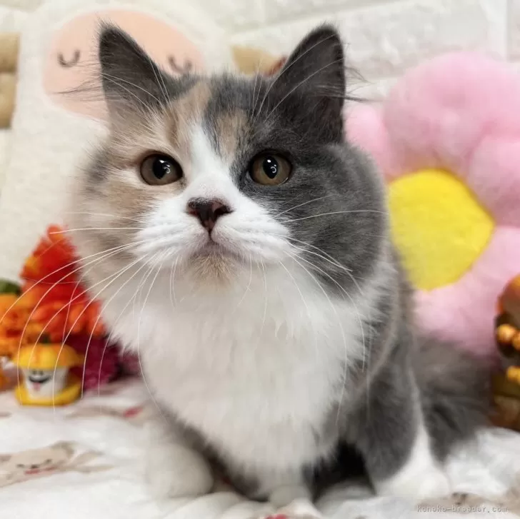 ID:2406-00901の子猫