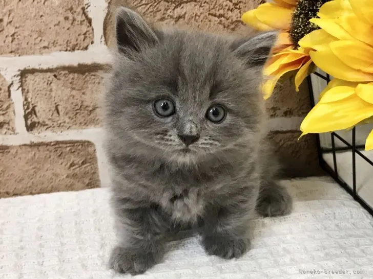 ID：2106-01708の子猫