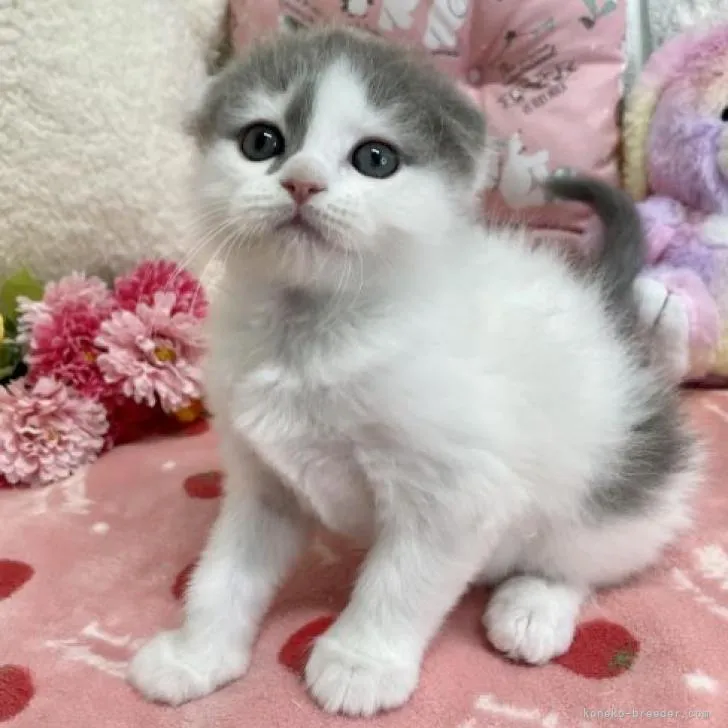 ID：2301-01972の子猫