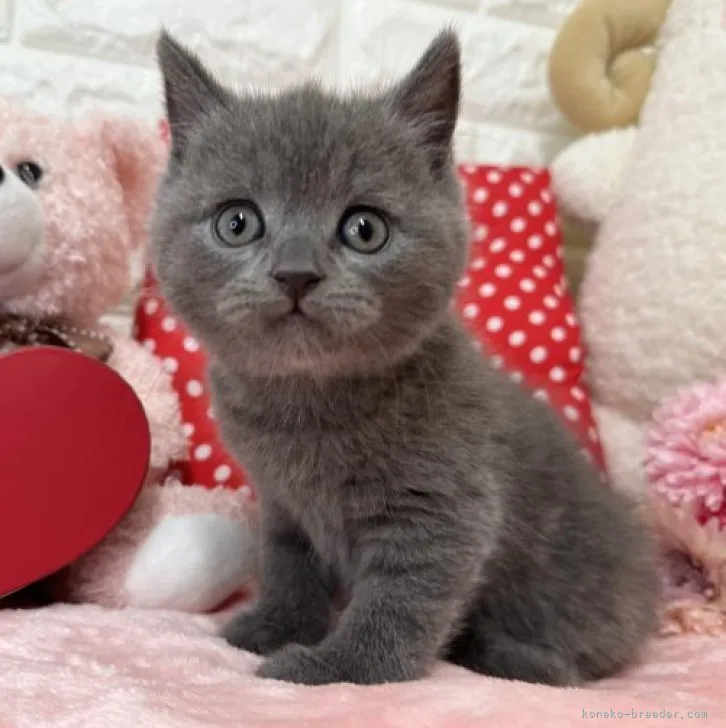 ID：2311-02711の子猫