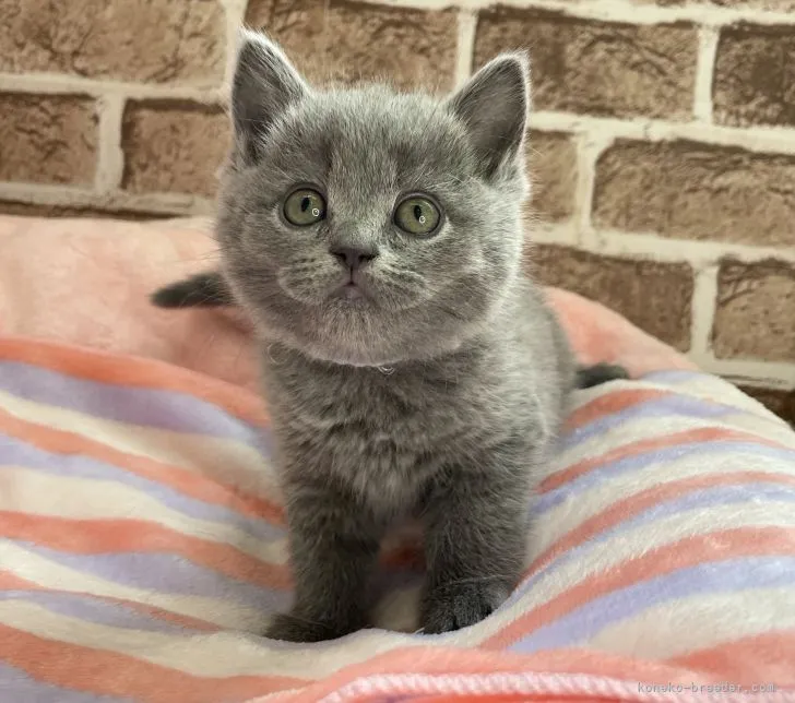 ID：2112-00383の子猫