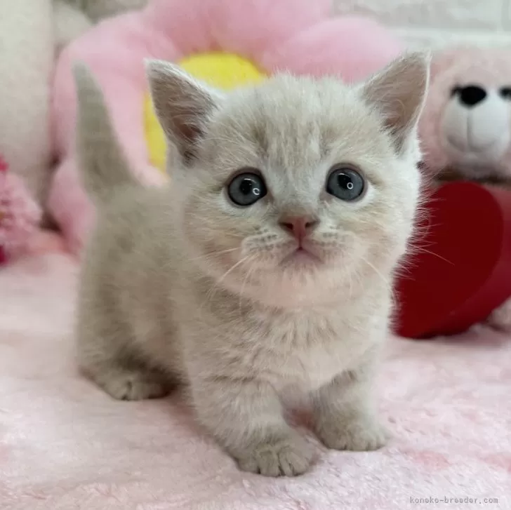ID：2404-02946の子猫