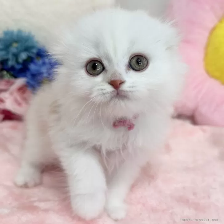 ID：2406-00871の子猫