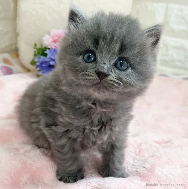 ID：2204-01405の子猫