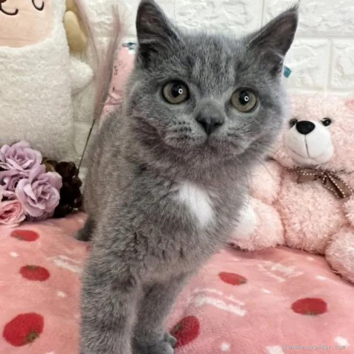 ID:2309-02776の子猫