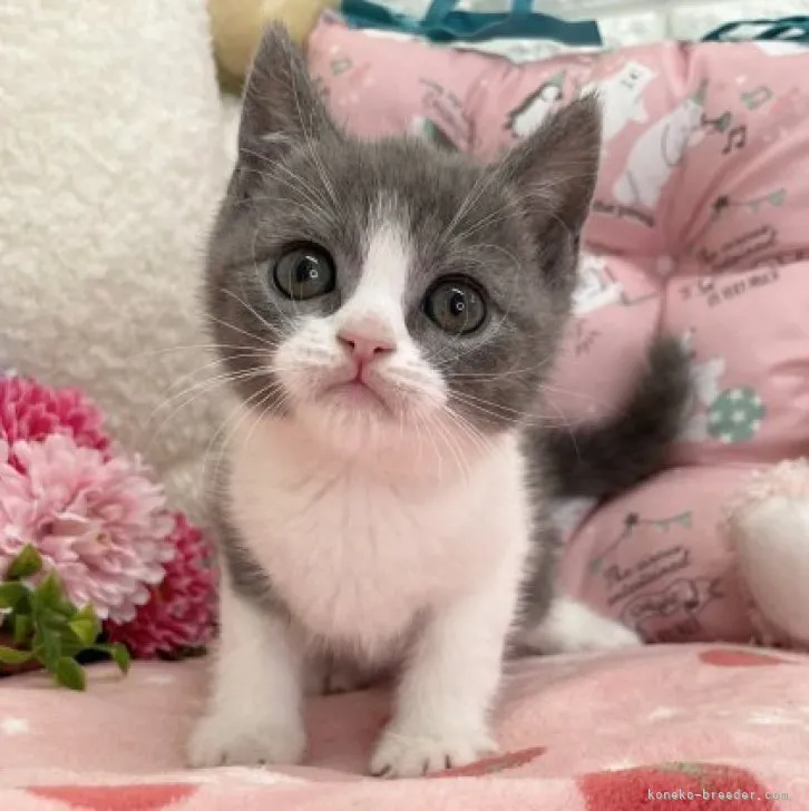 ID:2304-00039の子猫