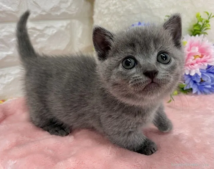 ID：2204-01790の子猫