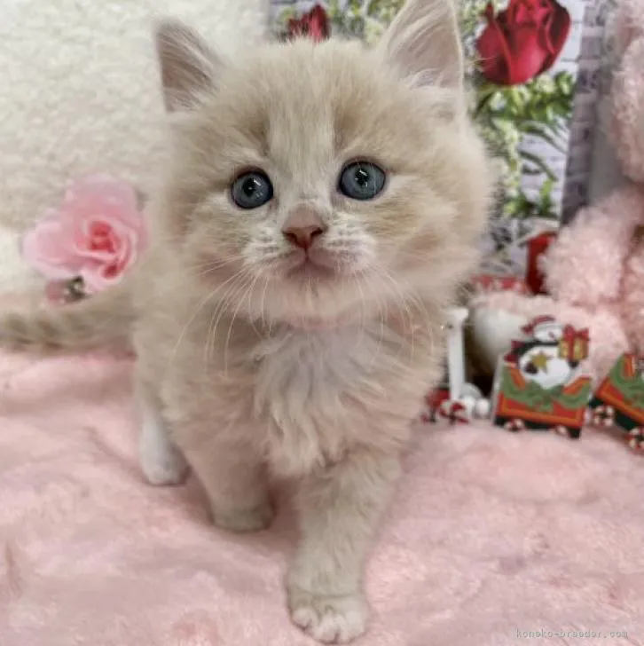 ID:2212-00145の子猫