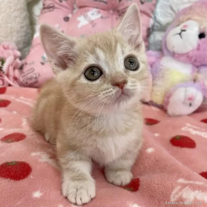ID:2303-00919の子猫