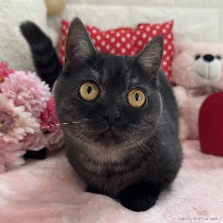 ID:2306-02334の子猫