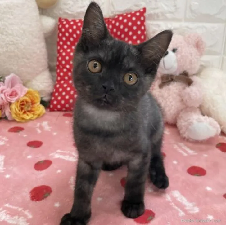 ID:2209-02364の子猫