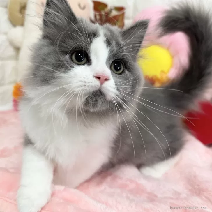 かっちゃん 様のお迎えした子猫