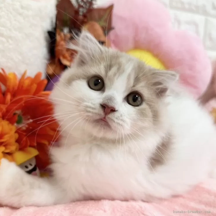 ID：2407-00676の子猫