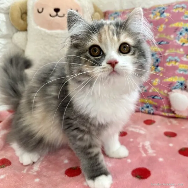 ID：2305-01315の子猫