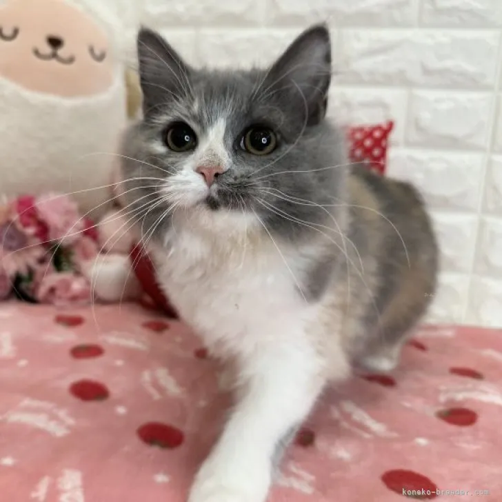 ID：2308-01673の子猫
