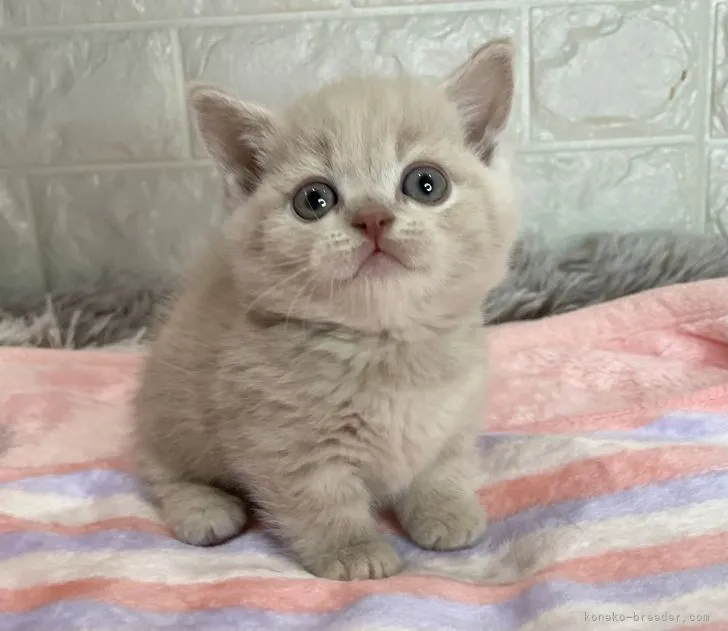 ID：2111-02161の子猫