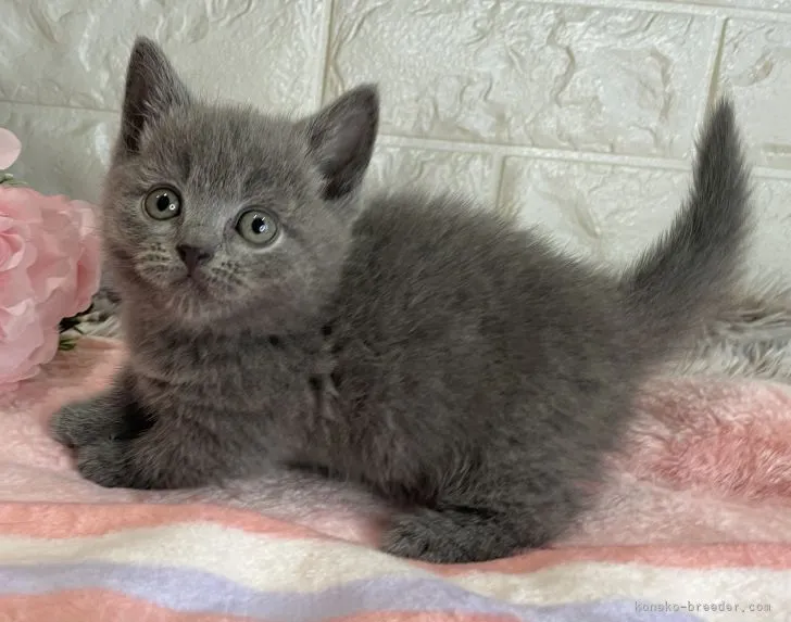ID：2111-02405の子猫