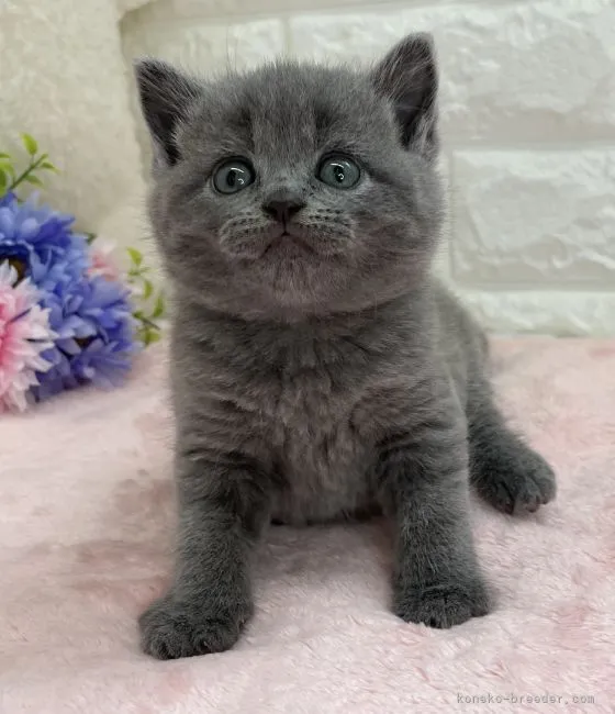 ID：2204-01437の子猫