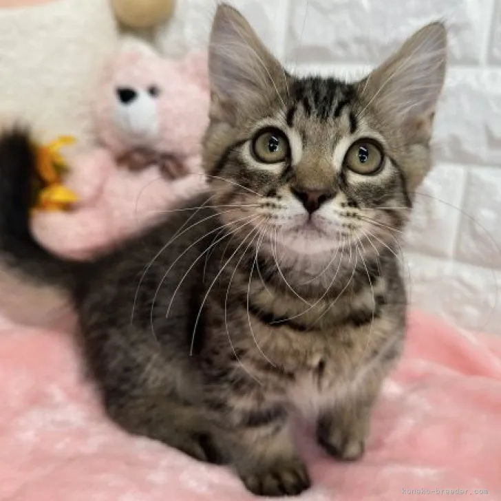 ID：2307-01286の子猫