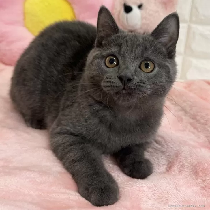 ホッシー 様のお迎えした子猫