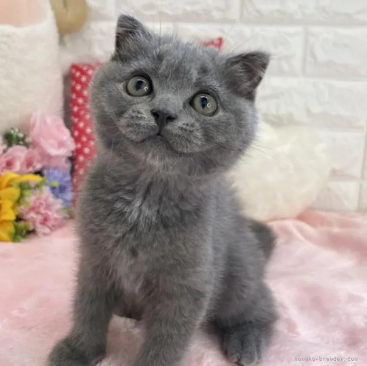 ID:2208-02681の子猫