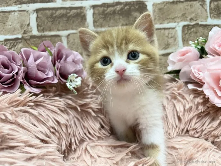 ID:2107-00897の子猫