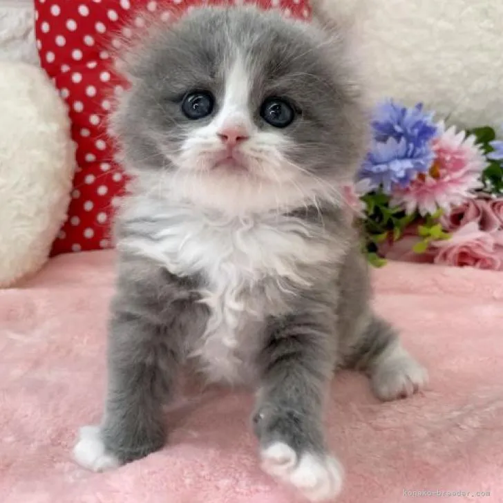 ID:2208-01392の子猫