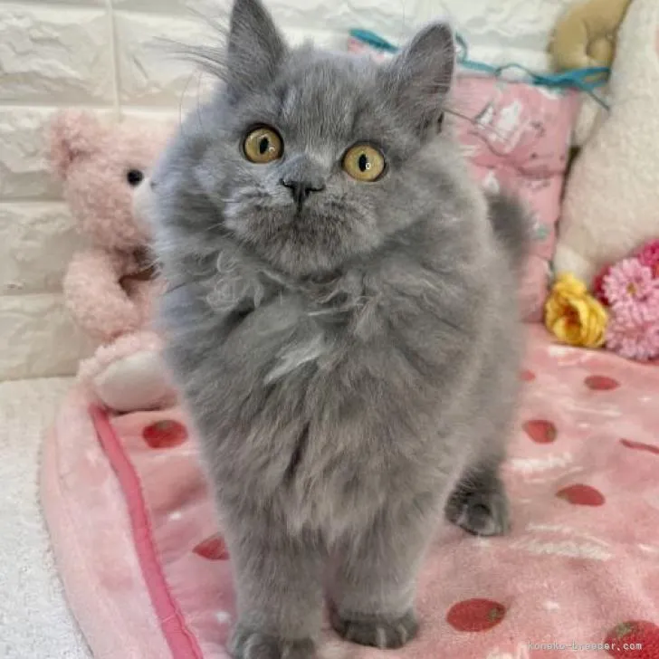ID:2212-00448の子猫