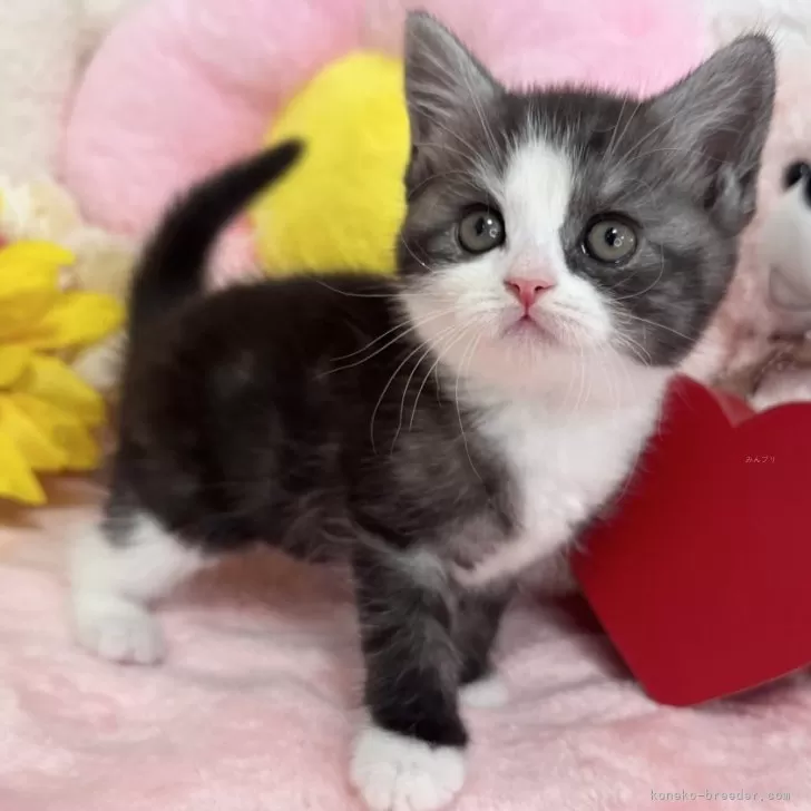 ID：2408-01674の子猫