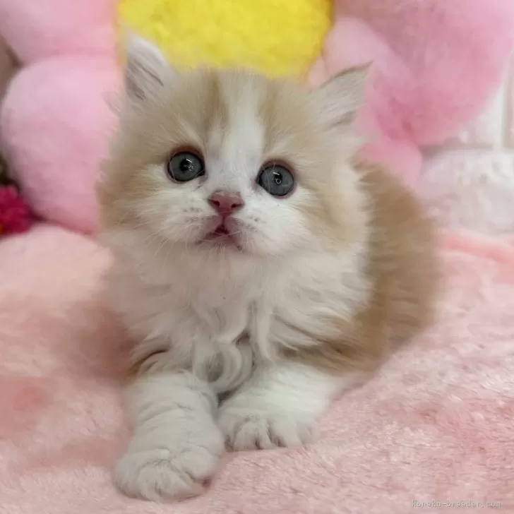 ID:2406-00853の子猫