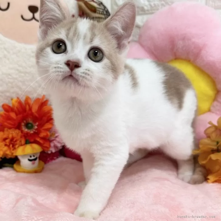 ID:2407-01554の子猫