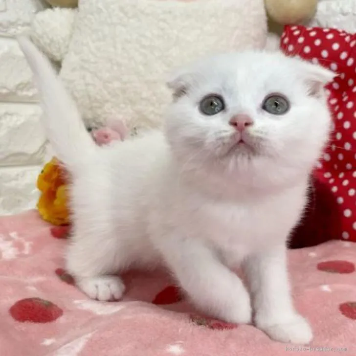 ID：2301-00390の子猫
